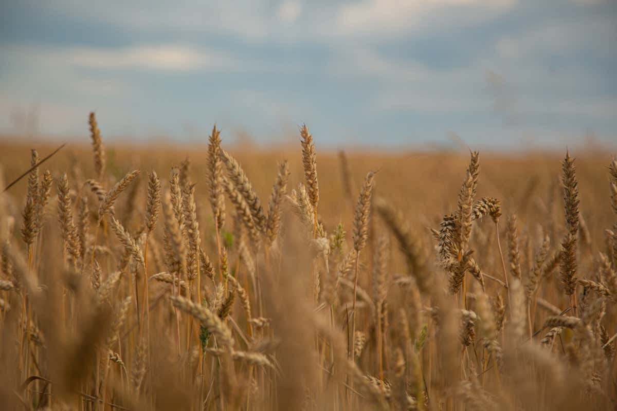 Cibo straniero, aumentano ancora le importazioni. Ed è allarme sicurezza